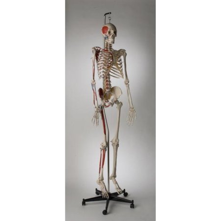 DENOYER-GEPPERT Anatomical Model, Prem Kines Skltn Labeled Suspension Mount S59L